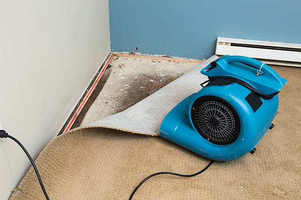Best Professional water damage repair  in Lan, MI